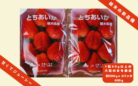 朝獲れ新鮮 特大とちあいか600g【12月中旬より順次発送予定】｜いちご イチゴ 苺 フルーツ 果物 産地直送 とちあいか 矢板市産 栃木県産 関農園 [0609]