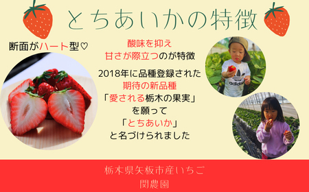 朝獲れ新鮮 特大とちあいか600g【12月中旬より順次発送予定】｜いちご イチゴ 苺 フルーツ 果物 産地直送 とちあいか 矢板市産 栃木県産 関農園 [0609]