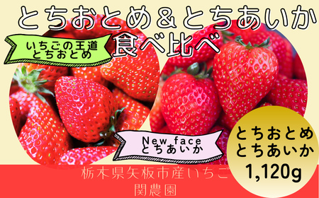 朝獲れ新鮮とちおとめ＆とちあいか食べ比べセット【12月中旬より順次発送予定】｜いちご イチゴ 苺 フルーツ 果物 産地直送 とちおとめ とちあいか 矢板市産 栃木県産 関農園 [0610]