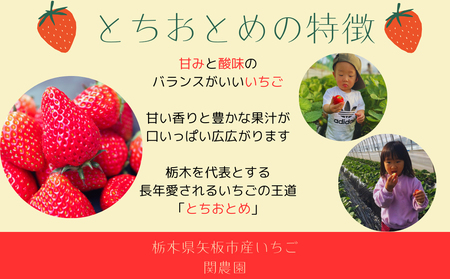 朝獲れ新鮮とちおとめ＆とちあいか食べ比べセット【12月中旬より順次発送予定】｜いちご イチゴ 苺 フルーツ 果物 産地直送 とちおとめ とちあいか 矢板市産 栃木県産 関農園 [0610]