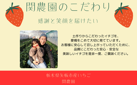 朝獲れ新鮮とちおとめ＆とちあいか食べ比べセット【12月中旬より順次発送予定】｜いちご イチゴ 苺 フルーツ 果物 産地直送 とちおとめ とちあいか 矢板市産 栃木県産 関農園 [0610]