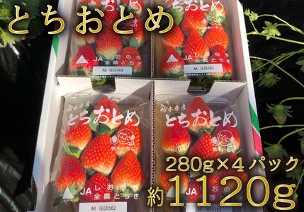 【2609-0079】朝採りとちおとめ300g×4パック入り