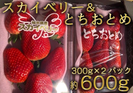 先行予約] とちおとめ、スカイベリー食べ比べセット 各300g [12月上旬