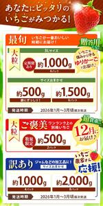 【定期便3回】とちあいか 3L以上ホール詰め | いちご とちあいか 大粒 新鮮 甘い 数量 限定 美味しい 果物 共通返礼品 フルーツ デザート 栃木県 送料無料
