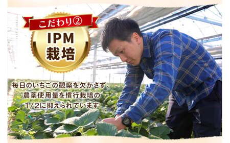 【1月上旬~4月の期間で発送】訳あり粒不揃い スカイベリー | 1,680g (280g×6P) | いちご