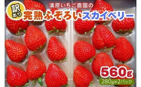 【1月上旬～4月の期間で発送】訳あり粒不揃い スカイベリー | 560g (280g×2P) | いちご