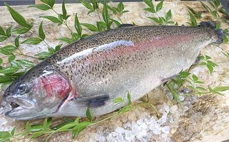 【定期便6回】産地直送栃木県のブランド魚「プレミアムヤシオマス」の刺身 200g [ 冷凍便 ] | 魚 ます 養殖 産地直送 栃木県 (毎月お届け）