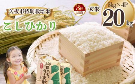 [定期便3回]矢板市特別栽培米 こしひかり 玄米 5kg×4P | お米 米 こめ 白米 玄米 にじのきらめき コシヒカリ こしひかり 美味しい お弁当 選べる エコ スマート 環境 手間暇 土づくり  ふるさと 納税 栃木県 矢板市