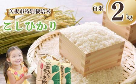 矢板市特別栽培米 こしひかり 白米 2kg | お米 米 こめ 白米 玄米 にじのきらめき コシヒカリ こしひかり 美味しい お弁当 選べる エコ スマート 環境 手間暇 土づくり  ふるさと 納税 栃木県 矢板市