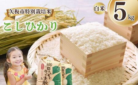矢板市特別栽培米 こしひかり 白米 5kg | お米 米 こめ 白米 玄米 にじのきらめき コシヒカリ こしひかり 美味しい お弁当 選べる エコ スマート 環境 手間暇 土づくり ふるさと 納税 栃木県 矢板市
