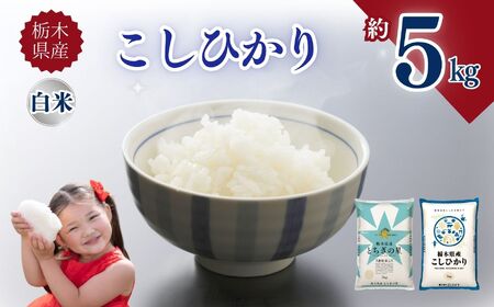 栃木県産こしひかり 5kg | お米