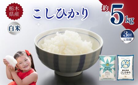 【定期便3回】栃木県産こしひかり 5kg | お米