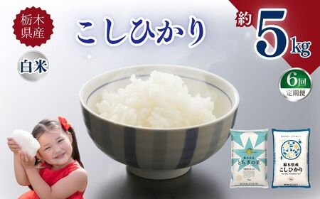 【定期便6回】栃木県産こしひかり 5kg | お米
