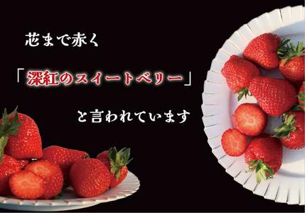 【2025年1月中旬より順次発送】 果肉まで真っ赤な深紅のスイートベリー『58ロハスファームのロイヤルクイーン』1箱｜いちご 苺 果物 フルーツ 産地直送 先行予約 [0578]