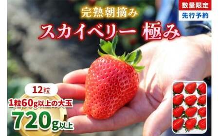 【1月初旬~2月初旬に順次発送】完熟朝摘みスカイベリー 極み | 12粒 | いちご