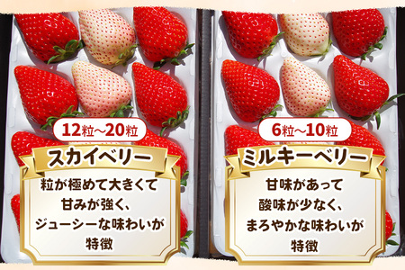 紅白ギフト！スカイベリー ミルキーベリー 食べ比べデラックス《12月中旬より順次発送》｜いちご 苺 イチゴ フルーツ 果物 産地直送 [0569]