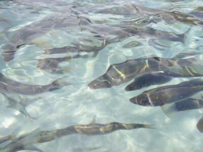 地下水育ち　子持ち鮎甘露煮5尾