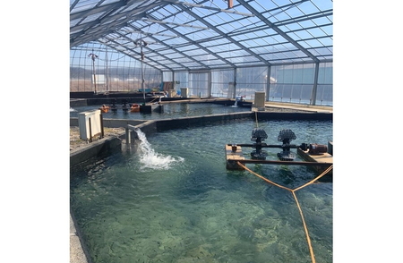 地下水育ち　冷凍鮎10尾