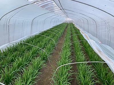 栃木県産こだわりニラ100g×100束 ｜ さくら市 にら 韮 野菜 国産