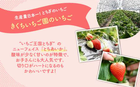 【先行予約】いちご 厳選!さくら市産 とちあいか(290g×2パック) ※2026年1月中旬~3月下旬頃に順次発送予定