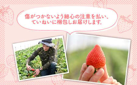 【先行予約】いちご 厳選!さくら市産 とちあいか(290g×2パック) ※2026年1月中旬~3月下旬頃に順次発送予定