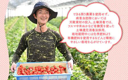 【先行予約】いちご 厳選!さくら市産 とちあいか(290g×2パック) ※2026年1月中旬~3月下旬頃に順次発送予定