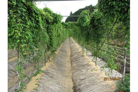 さくらブランド認証品　えみの自然薯　2～3本（2.3kg以上）山芋 とろろ 国産 健康 ※2023年11月下旬頃より順次発送予定◇