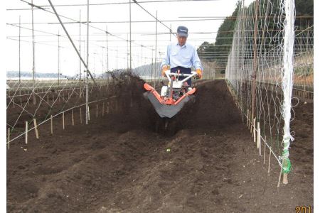 さくらブランド認証品　えみの自然薯　2～3本（2.3kg以上）山芋 とろろ 国産 健康 ※2023年11月下旬頃より順次発送予定◇