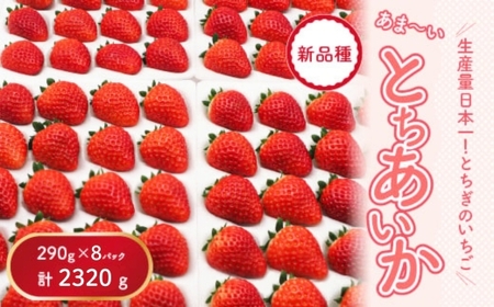 【先行予約】【数量限定】とちあいか 290g×8パック｜いちご イチゴ 苺 先行予約 栃木県 果物 くだもの フルーツ とちあいか 新鮮 贈答 ギフト 食べ比べ 真空パック ※2025年11月上旬頃より順次発送予定