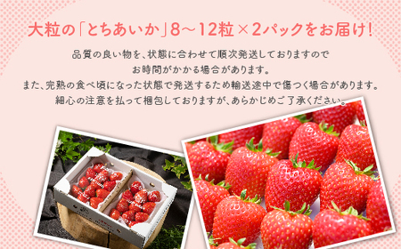 いちご 甘さ際立つ新品種 『とちあいか』 大粒 8～12粒×2パック 先行予約 58ロハスファーム【58ロハスクラブ】 ｜ いちご イチゴ 苺 先行予約 栃木県 果物 くだもの フルーツ とちあいか 新鮮 贈答 ギフト 大粒 ※2024年12月下旬～2025年5月中旬頃に順次発送予定