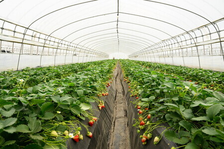 いちご とちあいか・スカイベリーセット 270g×4パック※2026年1月上旬～4月中旬頃に順次発送予定