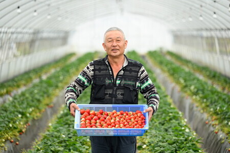 いちご とちあいか・スカイベリーセット 270g×4パック※2026年1月上旬～4月中旬頃に順次発送予定