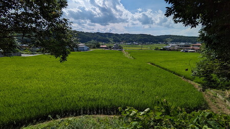 【2025年12月下旬発送】14-7 天水の棚田米 特別栽培米 コシヒカリ 5kg 栃木県