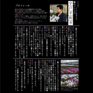 【ふるさと納税】胡蝶蘭ミディタイプ　ピンク3本立 6号鉢 | 栃木県 下野市