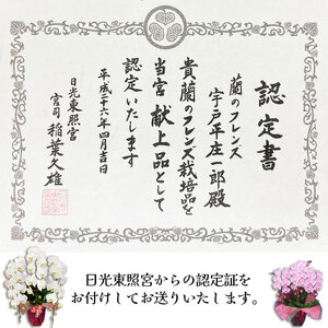 【ふるさと納税】胡蝶蘭ミディタイプ　ピンク3本立 6号鉢 | 栃木県 下野市