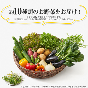 下野市産 エビベジ季節の野菜詰め合わせ（小） | 栃木県 下野市