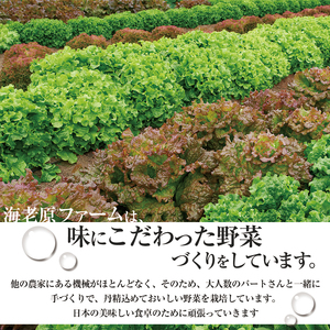 下野市産 エビベジ季節の野菜詰め合わせ（大）  | 栃木県 下野市