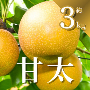 【先行予約】梨 甘太 3kg | かんた カンタ 梨 なし フルーツ 甘い みずみずしい 果実 果物 新鮮 お土産 贈り物 旬の果物 【2026年9月中旬より順次発送】 栃木県 下野市