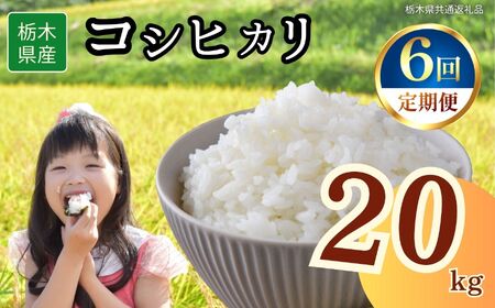 【6回定期便】栃木県産 コシヒカリ 20kg | 栃木県 下野市