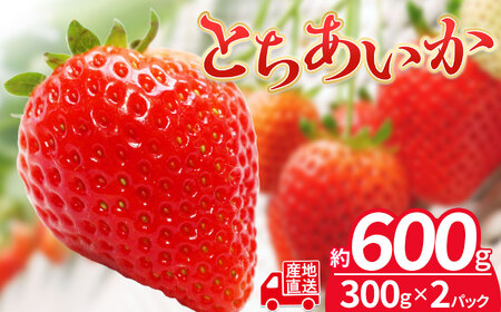 No.159 【2パック(300g×2)】下野市産 とちあいか(栃木県 新品種いちご)