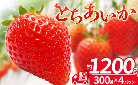 No.161 【4パック(300g×4)】下野市産 とちあいか(栃木県 新品種いちご)