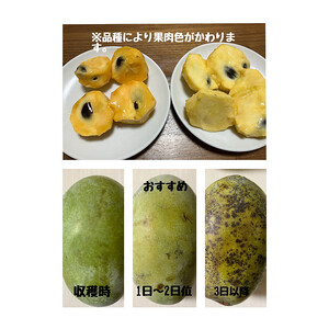 【先行予約】ふるさと納税はじめまして！ポポー！1kg入（3個から4個入） ※北海道・沖縄・離島への配送不可 ※2026年8月下旬～9月下旬頃に順次発送予定