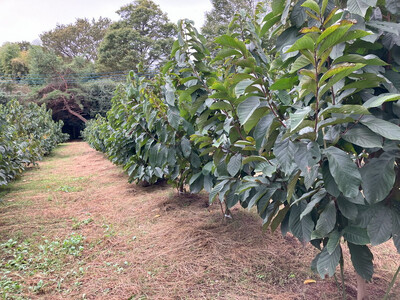 【先行予約】ふるさと納税はじめまして！ポポー！1kg入（3個から4個入） ※北海道・沖縄・離島への配送不可 ※2026年8月下旬～9月下旬頃に順次発送予定