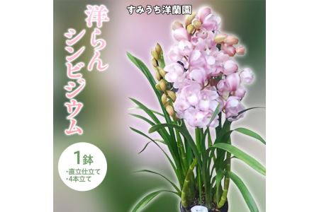 栃木県上三川町産 洋らんシンビジウム1鉢 直立仕立て4本立て※2022年11月下旬以降に順次発送予定