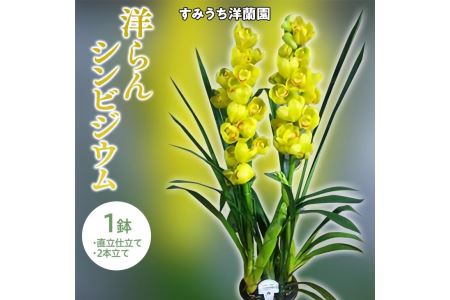 栃木県上三川町産 洋らんシンビジウム1鉢 直立仕立て2本立て※2022年11月下旬以降に順次発送予定
