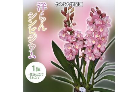 栃木県上三川町産 洋らんシンビジウム1鉢 直立仕立て3本立て※2022年11月下旬以降に順次発送予定