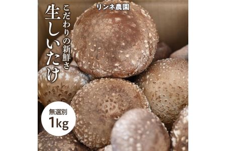 生しいたけ　無選別１ｋｇ◇