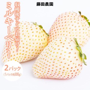 <先行予約> 鬼怒川の恵みをたっぷり受けた 栃木県上三川(かみのかわ)町産 ミルキーベリー(白いちご)【2パック】 いちご イチゴ 苺 白いちご 白イチゴ 白苺 ミルキーベリー