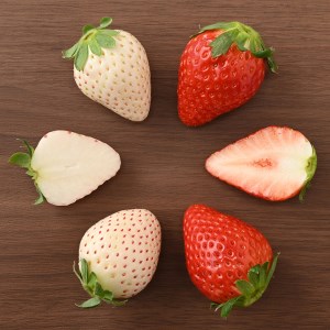 ＜先行予約＞ 【スカイベリー ミルキーベリー】鬼怒川の恵みをたっぷり受けた　栃木県上三川（かみのかわ）町産　紅白イチゴセット【紅白各1パック】 いちご イチゴ 苺 白いちご 紅白いちご ※2026年1月中旬～3月中旬頃に順次発送 ※離島への配送不可