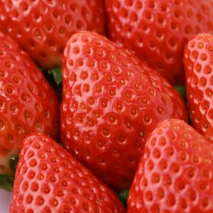 ＜先行予約＞ 【スカイベリー ミルキーベリー】鬼怒川の恵みをたっぷり受けた　栃木県上三川（かみのかわ）町産　紅白イチゴセット【紅白各1パック】 いちご イチゴ 苺 白いちご 紅白いちご ※2026年1月中旬～3月中旬頃に順次発送 ※離島への配送不可